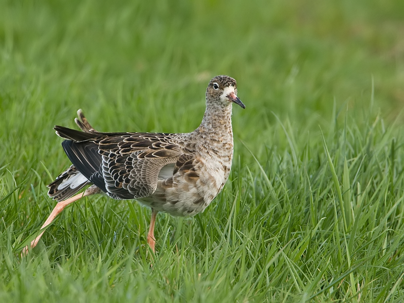 Philomachus pugnax Ruff Kemphaan